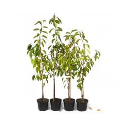 Trešnė (posk. kvapioji vyšnia) - Prunus avium Generoliška (GENERALSKAJA)