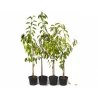 Trešnė - Prunus avium DENISENO GELTONA