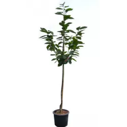 Trešnė - Prunus avium KRISTIINA