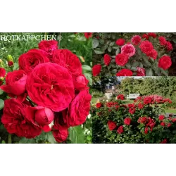 Rožė - Rosa ROTKAPPCHEN ®