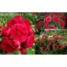Rožė - Rosa ROTKAPPCHEN ®