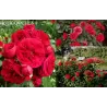 Rožė - Rosa ROTKAPPCHEN ®