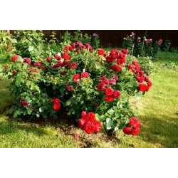 Rožė - Rosa ROTKAPPCHEN ®
