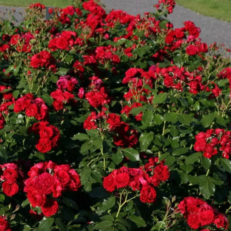 Rožė - Rosa ROTKAPPCHEN ®