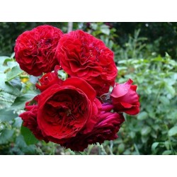 Rožė - Rosa ROTKAPPCHEN ®