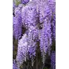 Kininė visterija - Wisteria sinensis PROLIFIC