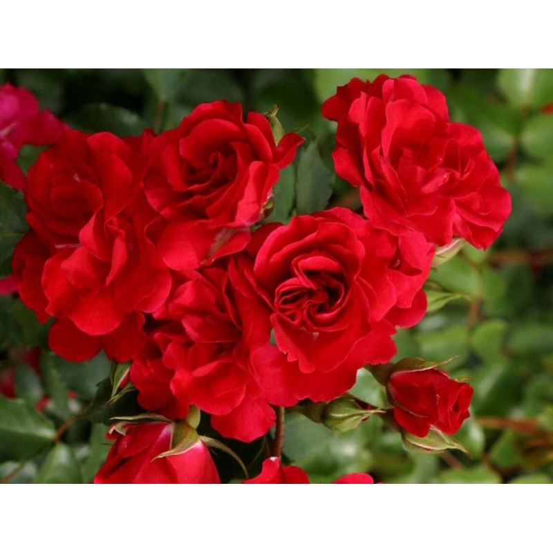 Rožė - Rosa ROTILIA ®