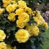 Rosa GOLDEN SHOWERS