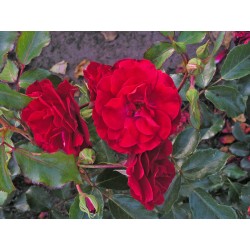Rožė - Rosa ROTILIA ® (Korvillade) Kordes® Rigo C4 vazone