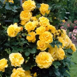 Rožė - Rosa GOLDEN SHOWERS