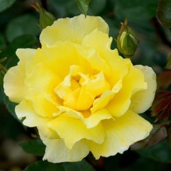Rožė - Rosa GOLDEN SHOWERS