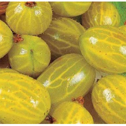 Gooseberry - Ribes uva-crispa HINNONMAKI YELLOW