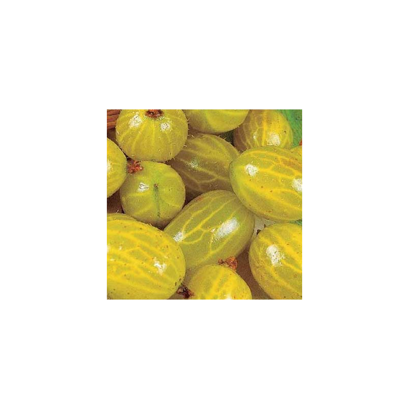 Gooseberry - Ribes uva-crispa HINNONMAKI YELLOW