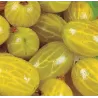 Gooseberry - Ribes uva-crispa HINNONMAKI YELLOW