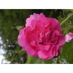 Rožė - Rosa POLARSONNE