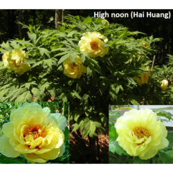 Paeonia suffruticosa HEI NOON (HAI HUANG)