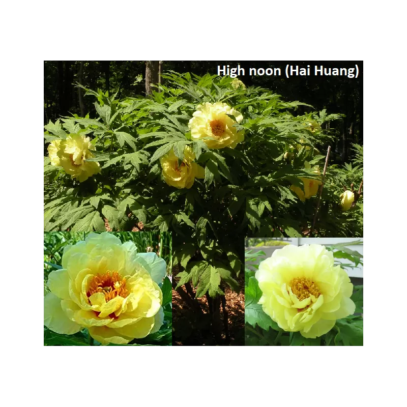 Bijūnas krūminis - Paeonia suffruticosa HEI NOON (HAI HUANG) Bijūnas krūminis - Paeonia suffruticosa HEI NOON (HAI HUANG)