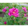 Rožė - Rosa ROTES MEER ®
