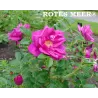 Rožė - Rosa ROTES MEER ® užsakymas 2026 metams