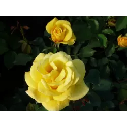 Rožių krūmai internetu su pristatymu į namus