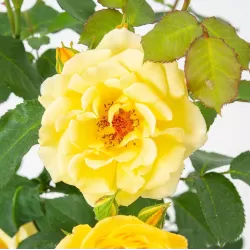 Rožių krūmai internetu su pristatymu į namus