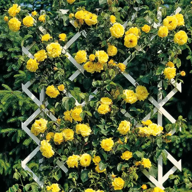 Rožių krūmai internetu su pristatymu į namus