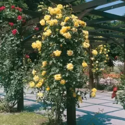 Rožių krūmai internetu su pristatymu į namus