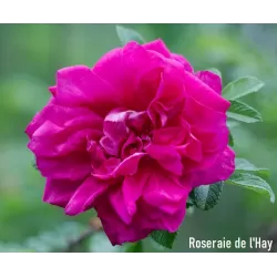 Raukšlėtalapis erškėtis (rožė) - Rosa Roseraie de LHay (de L Ha)