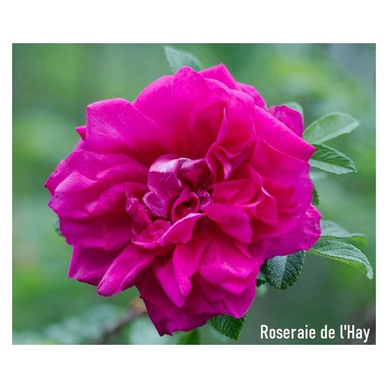 Rožė - Rosa ROSERAIE DE L'HAY
