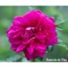 Rožė - Rosa ROSERAIE DE L'HAY