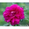 Raukšlėtalapis erškėtis (rožė) - Rosa Roseraie de LHay (de L Ha)