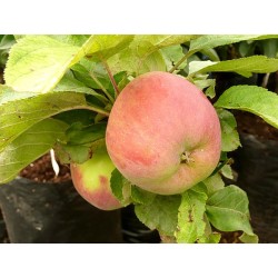 Obelų sodinukai internetu su pristatymu į namus