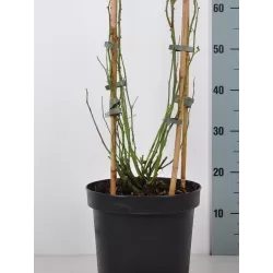 Rožių krūmai internetu su pristatymu į namus