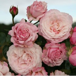 Rožė - Rosa ROSENFASZINATION ®