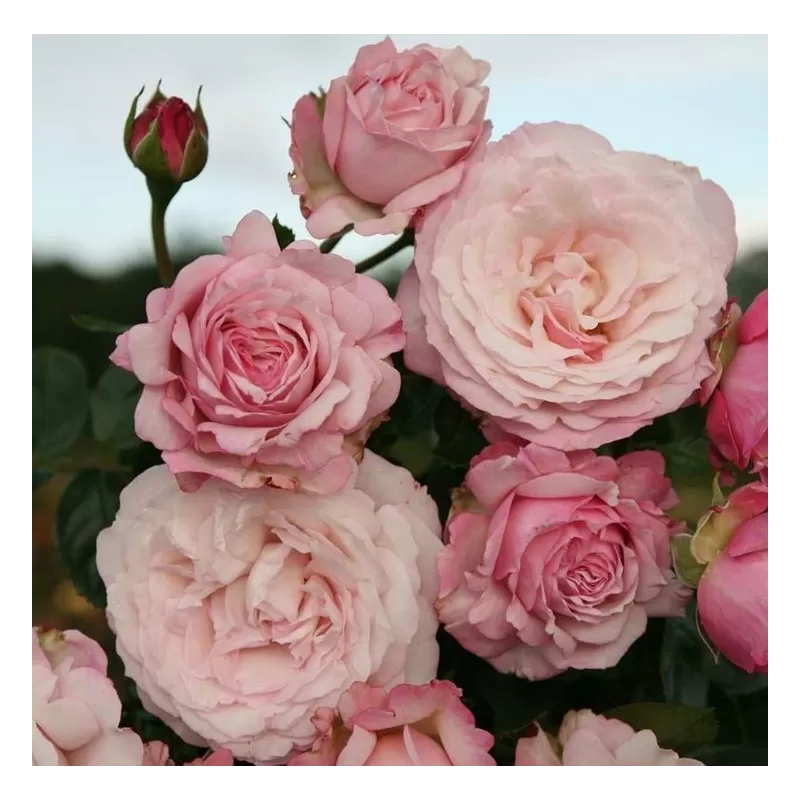 Rožių krūmai internetu su pristatymu į namus