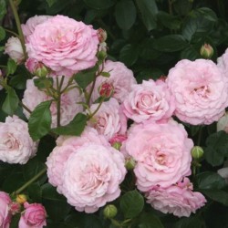Rožė - Rosa ROSENFASZINATION ®
