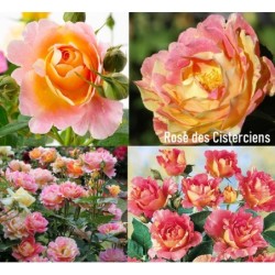 Rožė - Rosa ROSE DES CISTERCIENS ®