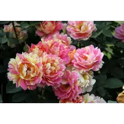 Rožė - Rosa ROSE DES CISTERCIENS ®