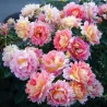 Rožė - Rosa ROSE DES CISTERCIENS ®