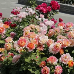 Rožė - Rosa ROSE DES CISTERCIENS ®