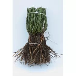 Rožė - Rosa ROSE DES CISTERCIENS ®