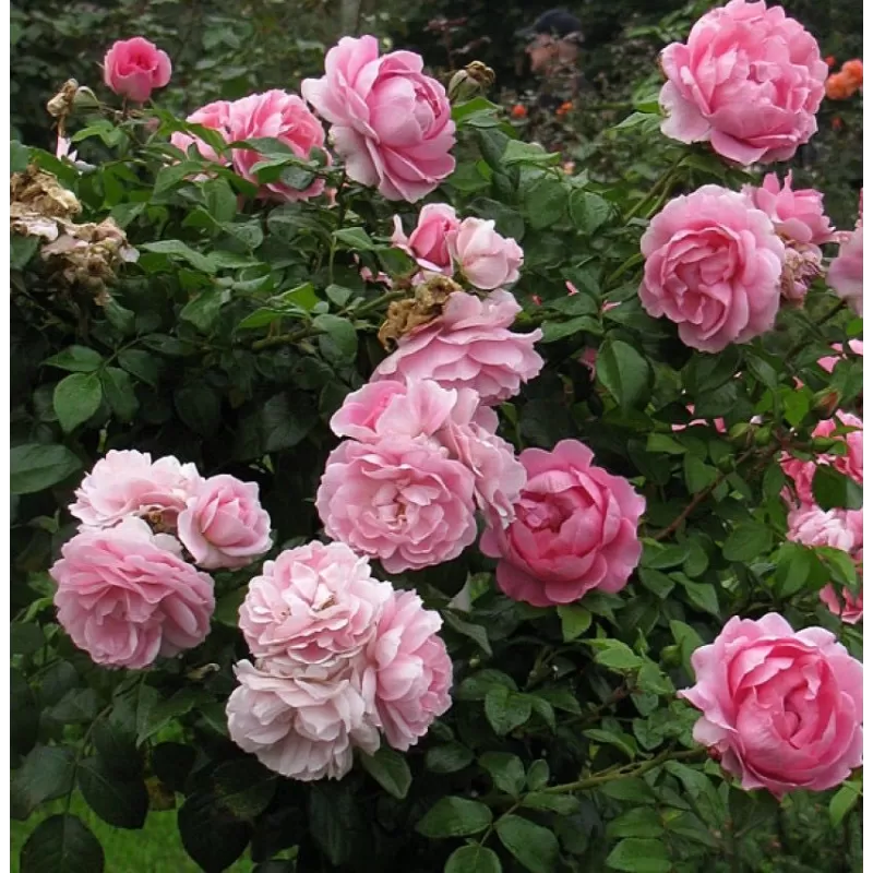 Rožė - Rosa ROSENFEE