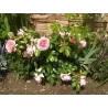 Rožė - Rosa ROSENFEE