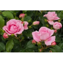 Rožė - Rosa ROSENFEE