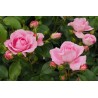 Rožė - Rosa ROSENFEE