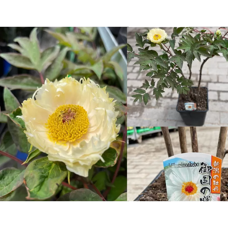 Bijūnas krūminis - Paeonia suffruticosa MIKUNINO AKEBONO