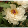Bijūnas krūminis - Paeonia suffruticosa MIKUNINO AKEBONO