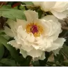 Bijūnas krūminis - Paeonia suffruticosa MIKUNINO AKEBONO