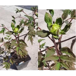 Bijūnas krūminis - Paeonia suffruticosa MIKUNINO AKEBONO