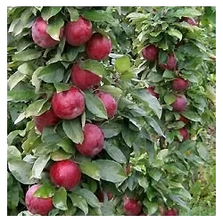 Žagarės sodų vaismedžiai internetu su pristatymu į namus